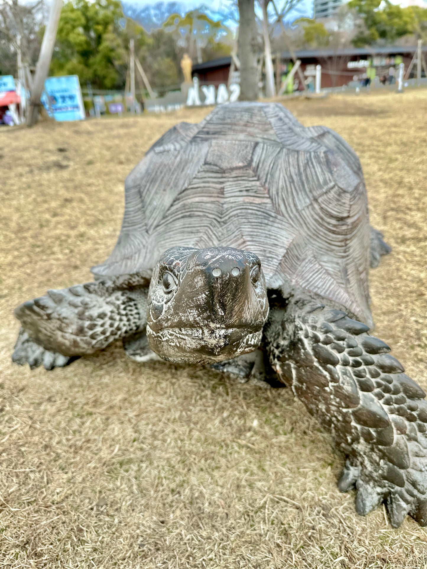 オブジェ・ゾウガメ_正面