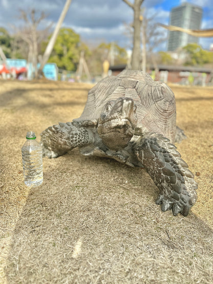 オブジェ・ゾウガメ_大きさ比較