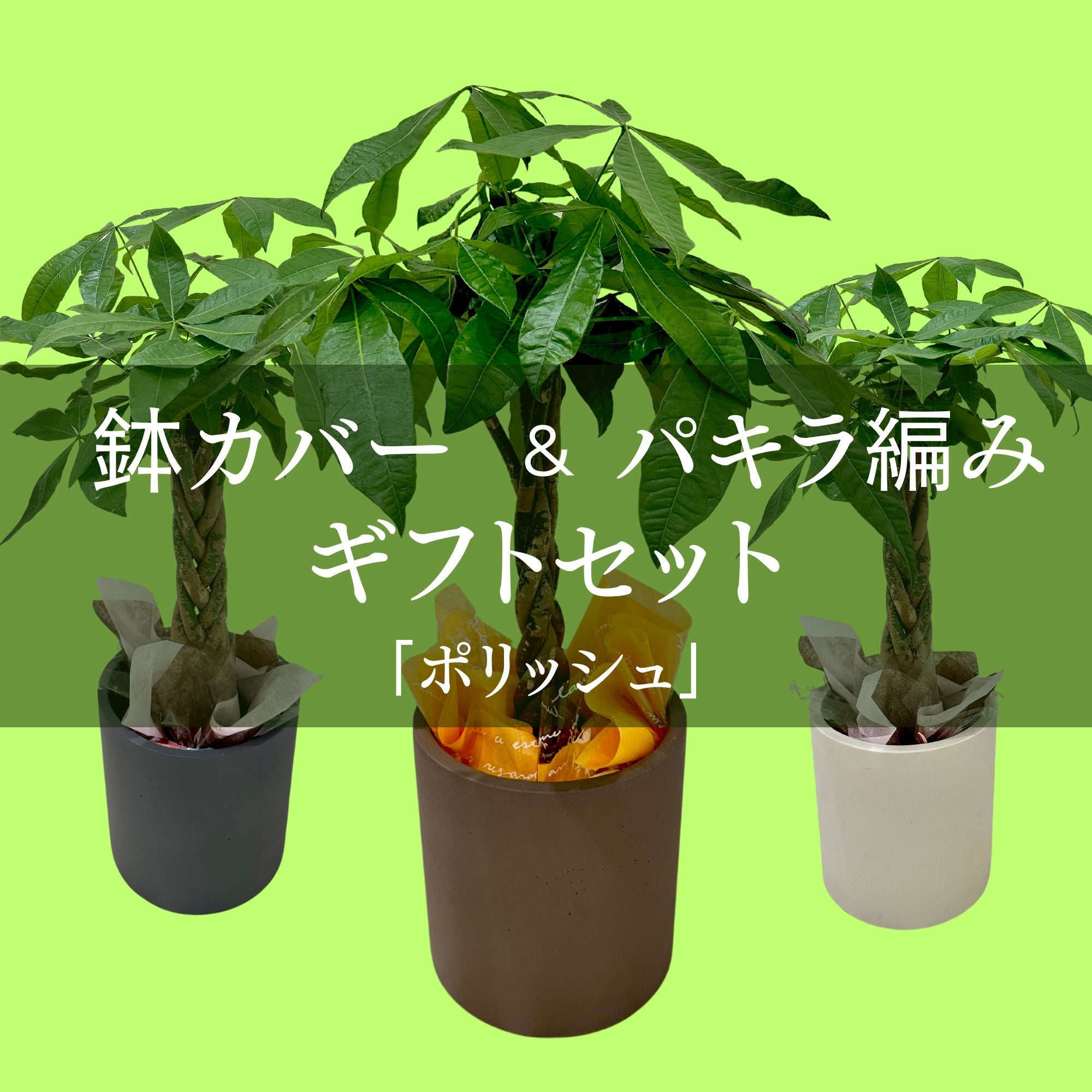 観葉植物ギフト – Gardener's online