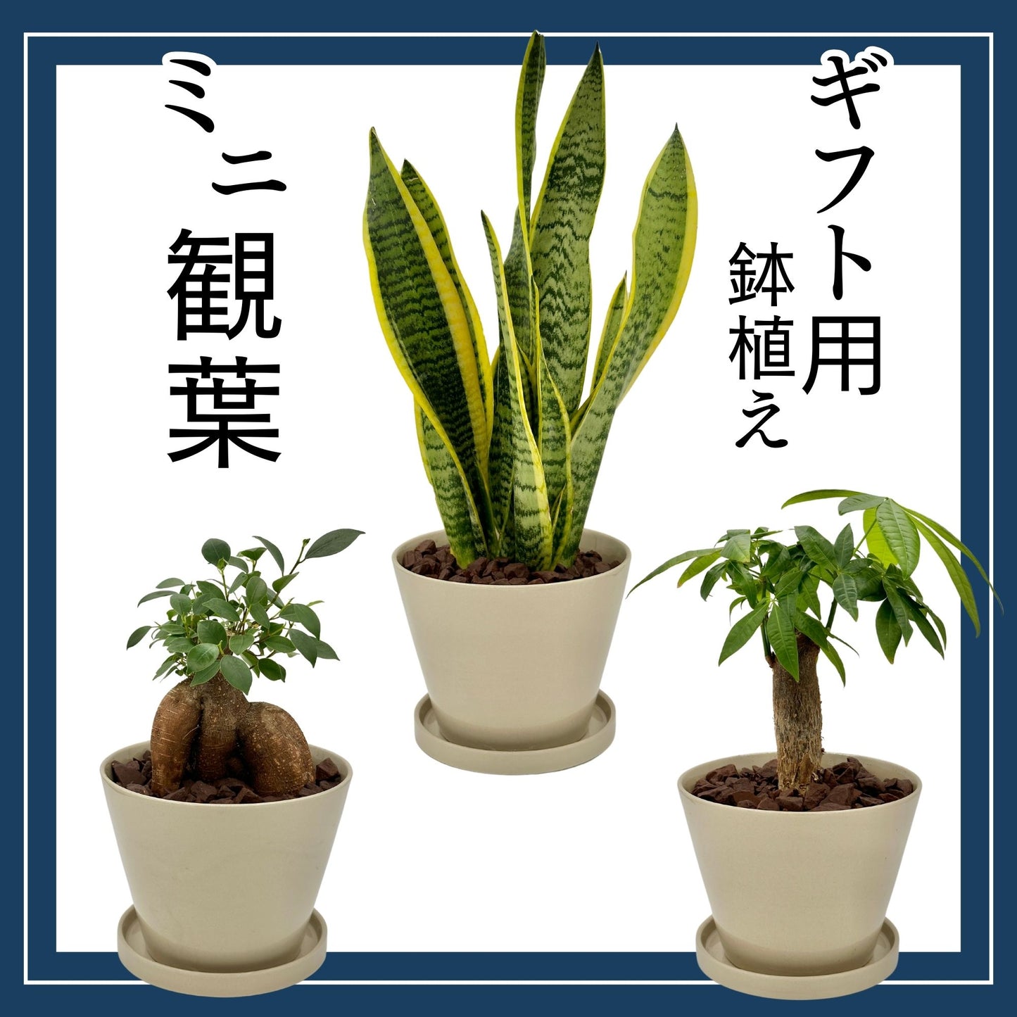 ギフト用鉢植えミニ観葉_1